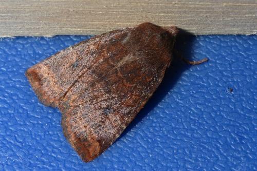 Conistra ligula