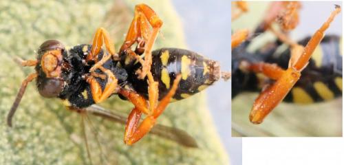 Réf. 131 952 : Nomada flavopicta