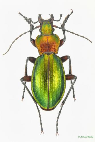 Réf. 131 065 : Carabus auronitens