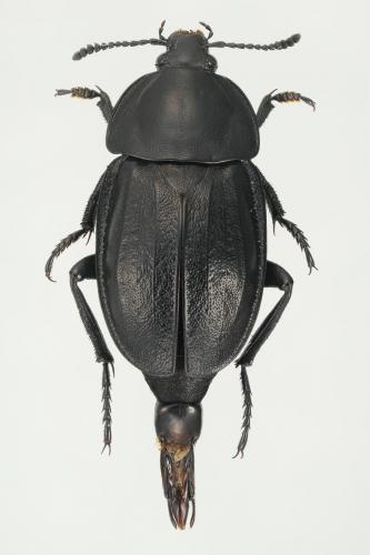 Silpha tyrolensis