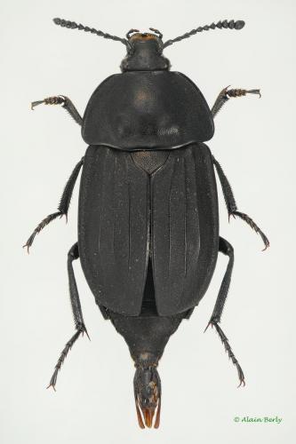 Réf. 131 469 : Silpha tristis