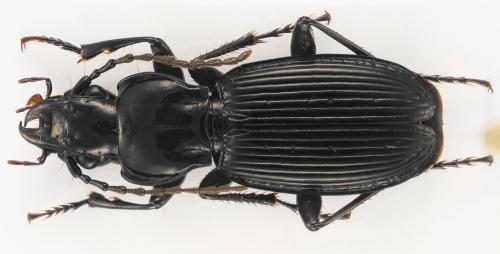 Pterostichus cristatus