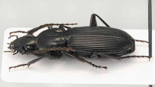 Réf. 131 533 : Pterostichus cristatus