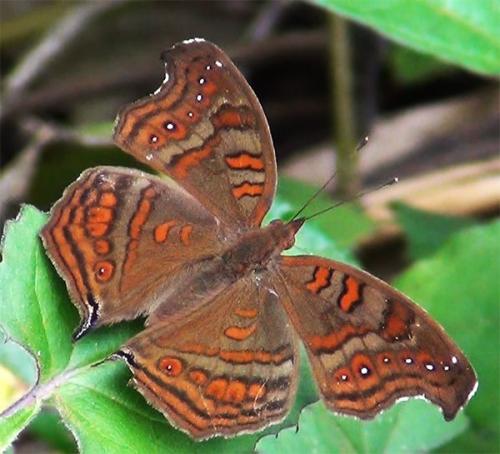 Réf. 131 122 : Junonia goudoti