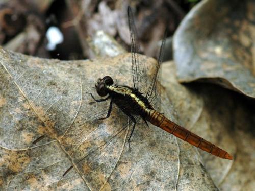 Réf. 131 985 : Erythemis peruviana