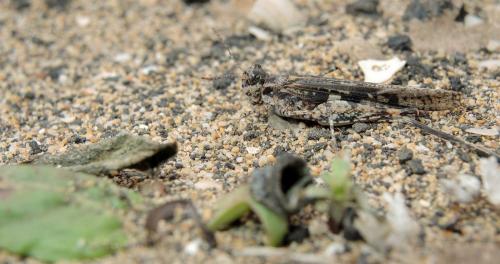 Acrotylus longipes