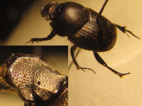 Réf. 131 542 : Onthophagus fracticornis