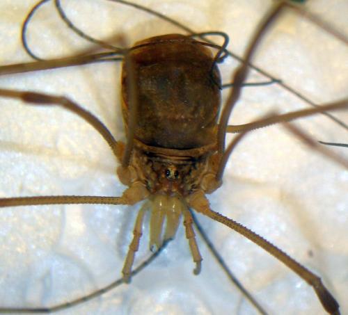 Opilio sp.
