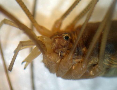 Opilio sp.