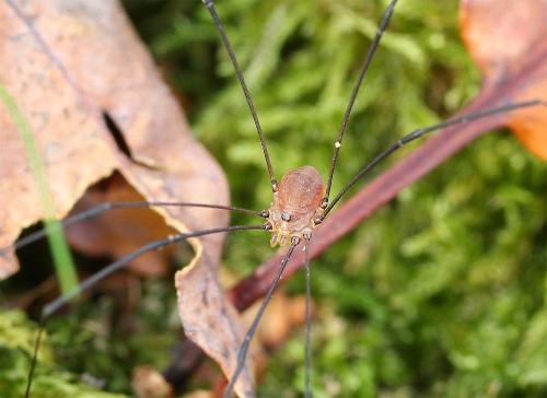Réf. 131 572 : Leiobunum blackwallii