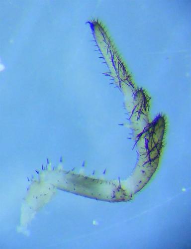 Platybunus pinetorum