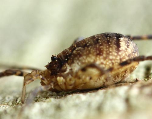 Réf. 131 402 : Oligolophus hanseni