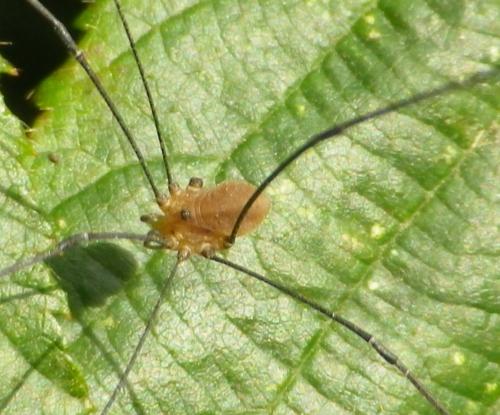 Réf. 131 001 : Leiobunum rotundum