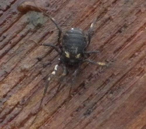Réf. 131 817 : Nemastoma bimaculatum