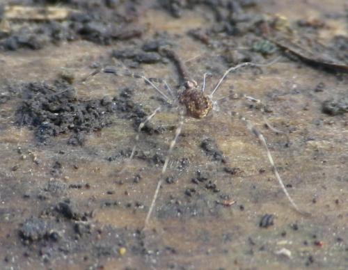 Réf. 131 539 : Rilaena triangularis