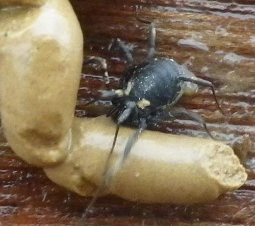 Nemastoma bimaculatum