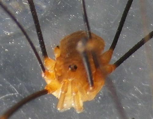Réf. 131 124 : Opilio canestrinii