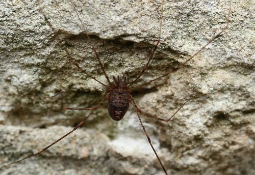 Dicranopalpus ramosus