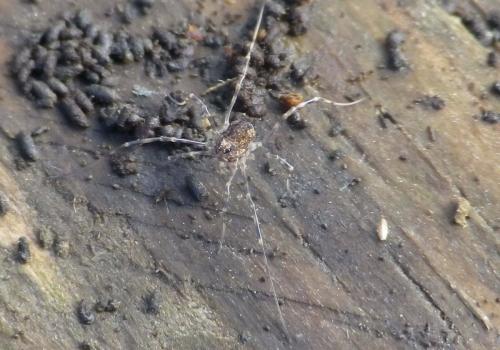 Réf. 131 538 : Rilaena triangularis