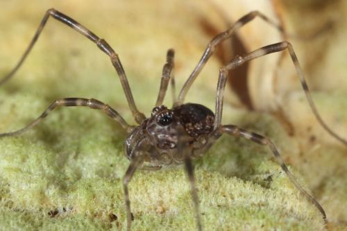 Réf. 131 240 : Rilaena triangularis