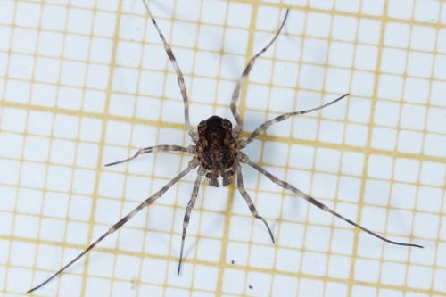 Réf. 131 241 : Rilaena triangularis