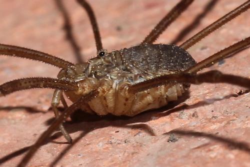 Réf. 131 085 : Opilio parietinus