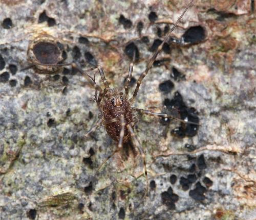 Réf. 131 855 : Rilaena triangularis
