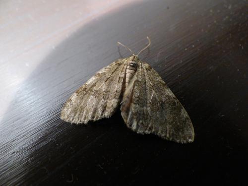 Epirrita sp.