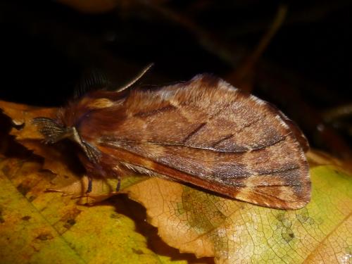 Réf. 131 898 : Ptilophora plumigera