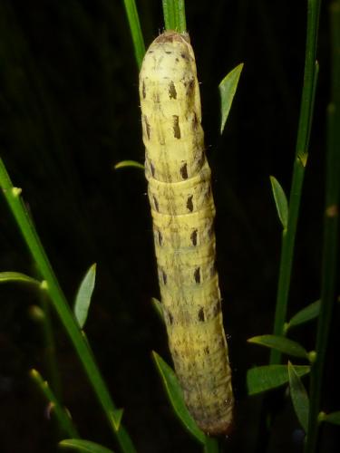 Noctua pronuba