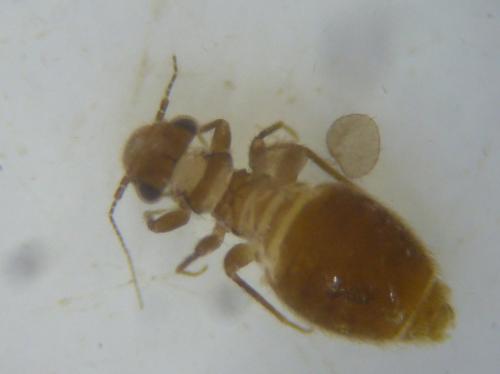 Lepinotus patruelis
