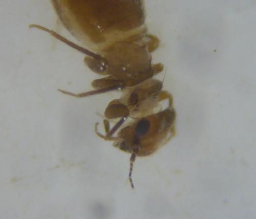 Lepinotus patruelis