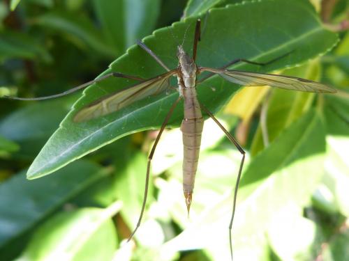 Tipula paludosa