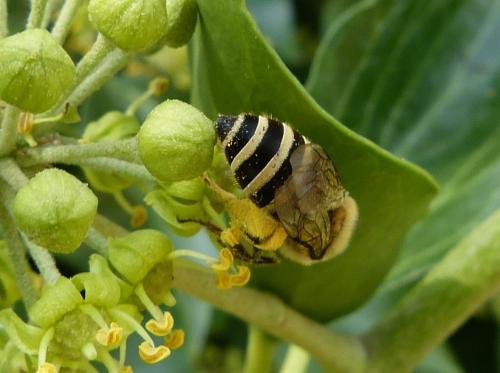 Réf. 131 378 : Colletes hederae