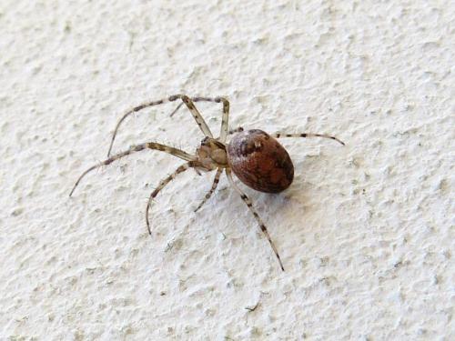 Metellina sp.