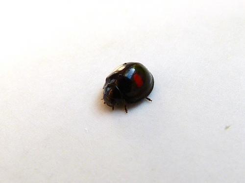 Chilocorus renipustulatus
