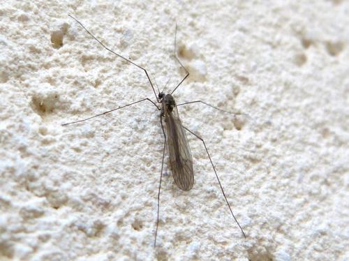 Trichocera sp.