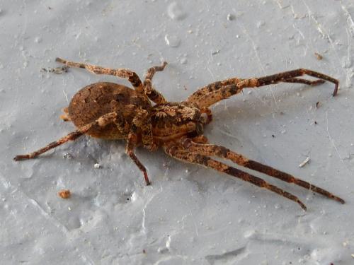 Réf. 131 467 : Zoropsis spinimana