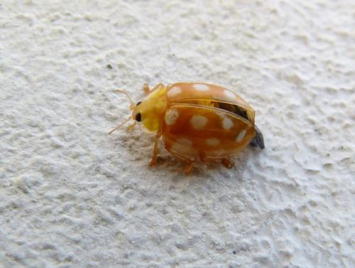 Halyzia sedecimguttata
