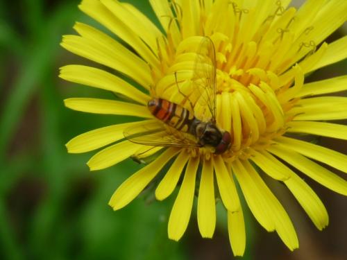 Episyrphus balteatus