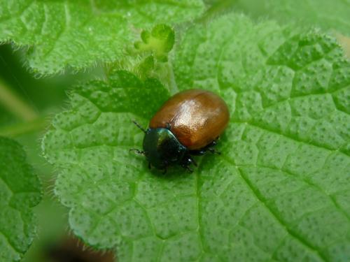 Réf. 131 051 : Chrysolina polita