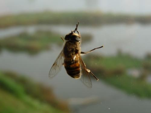 Eristalis tenax
