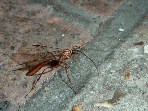 Réf. 131 134 : Ophion obscuratus