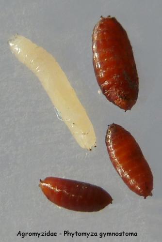 Phytomyza gymnostoma
