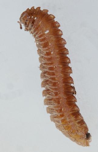 Réf. 131 320 : Polydesmus angustus