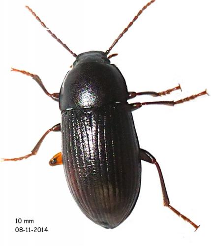 Réf. 131 417 : Nalassus laevioctostriatus