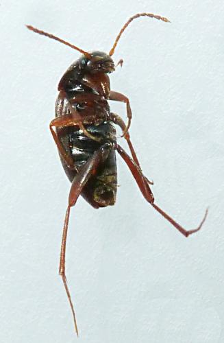 Choleva sp.