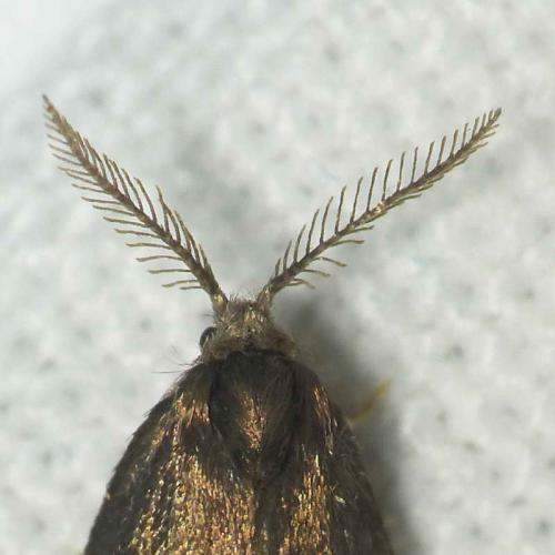 Psyche casta
