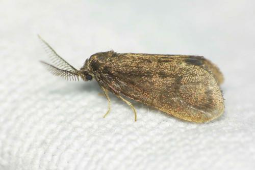Psyche casta
