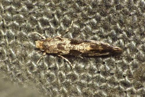 Réf. 131 220 : Nemapogon sp.